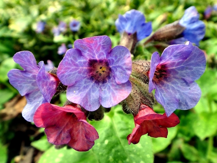 Медуница (pulmonaria)