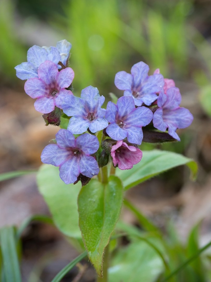 Медуница неясная (pulmonaria obscura)