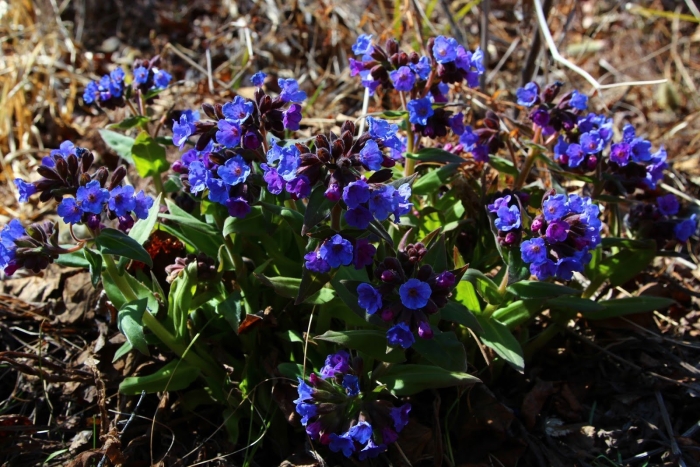 Медуница трава