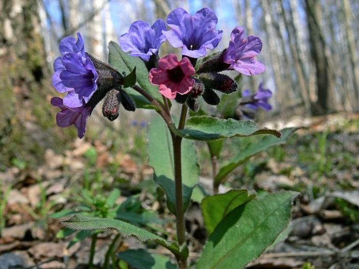 Медуница (pulmonaria)