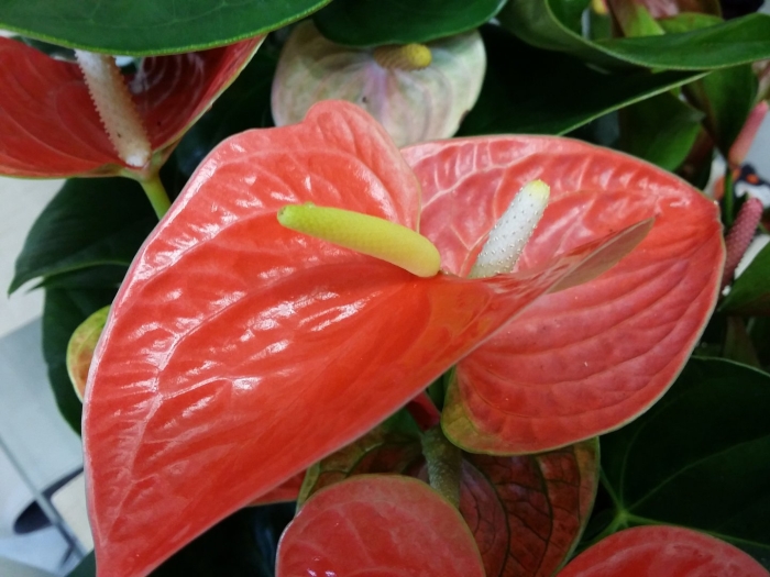 Антуриум оранж
