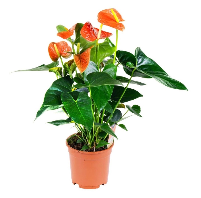 Антуриум андрианум беби оранж