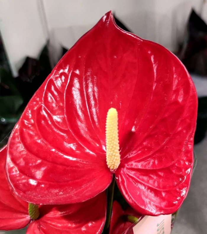 Антуриум модурал ред