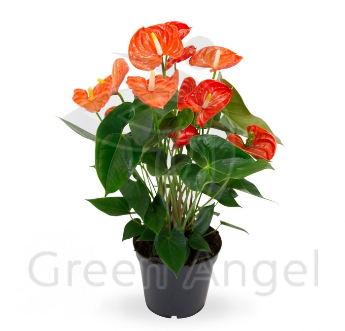 Антуриум orange champion