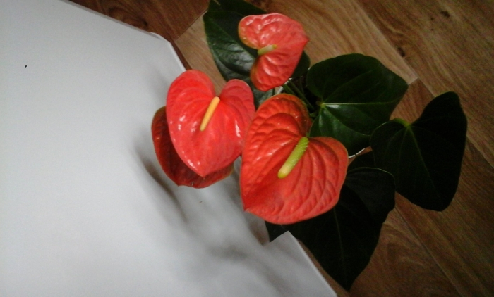 Антуриум принц оранж