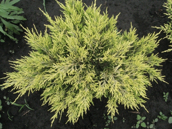 Можжевельник лаймглоу