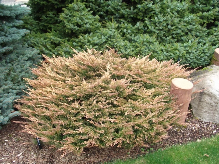 Можжевельник горизонтальный andorra compact