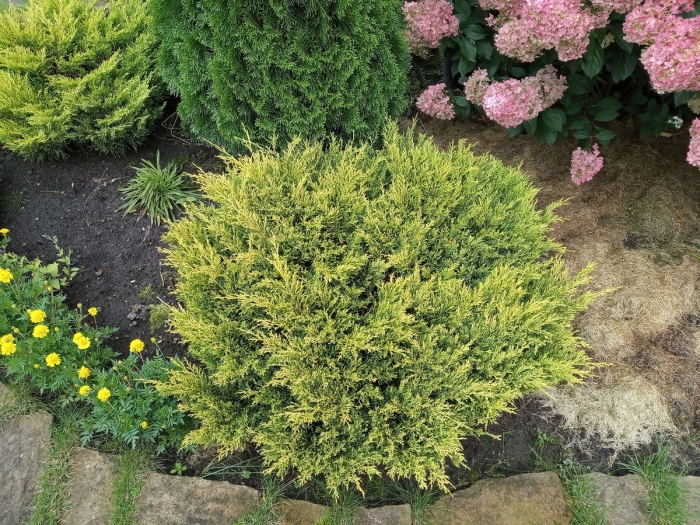 Juniperus horizontalis golden carpet