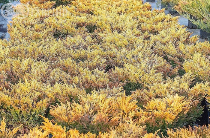 Можжевельник лайм глоу