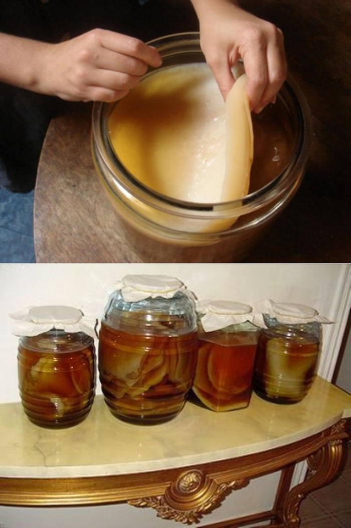 Чайный гриб в банке