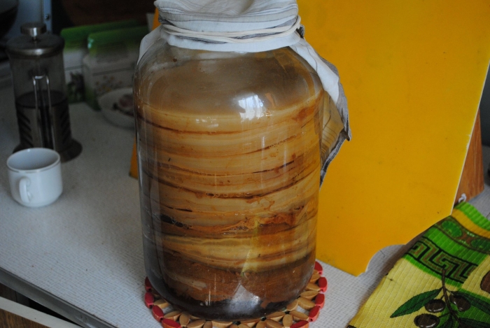 Самый большой чайный гриб в мире