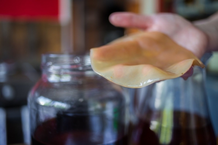 Чайный гриб комбуча