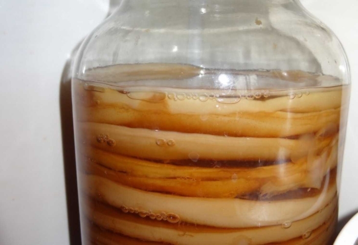 Гриб чайный