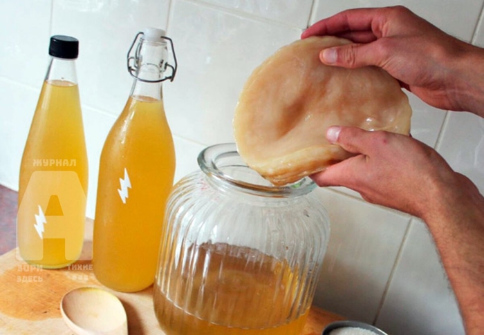 Чайный гриб