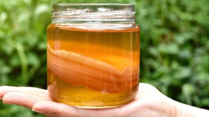 Чайный гриб комбуча