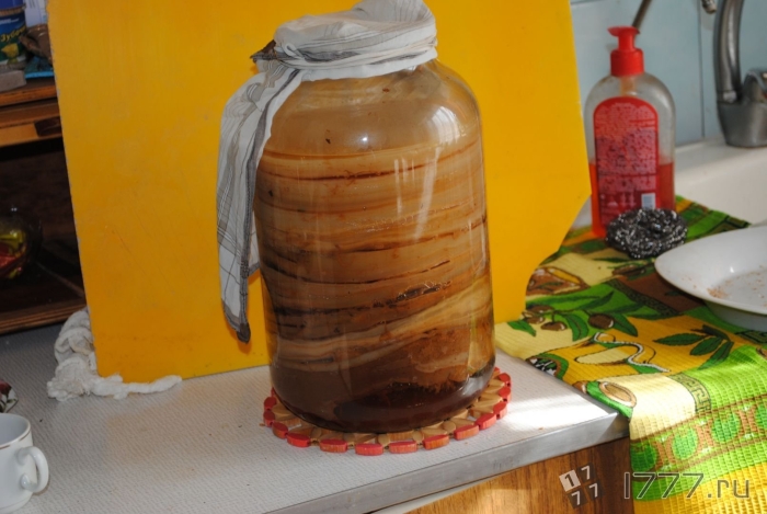 Комбуча чайный гриб