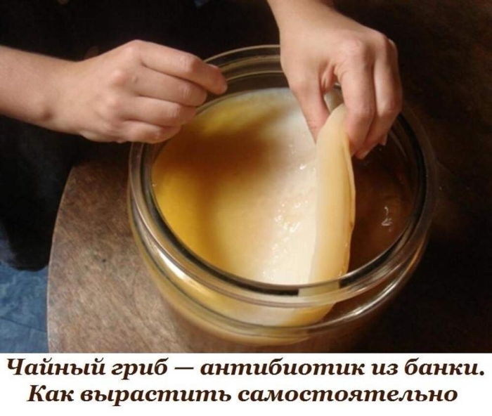 Чайный гриб