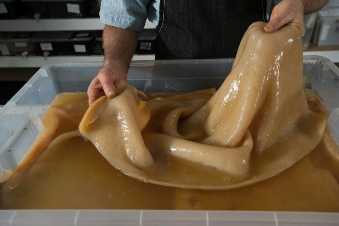 Самый большой чайный гриб