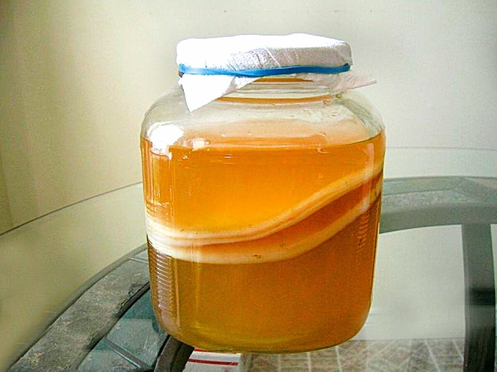 Чайный гриб комбуча