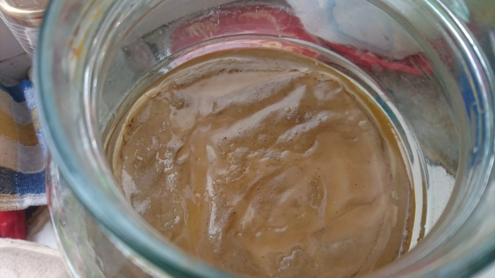 Выращенный чайный гриб