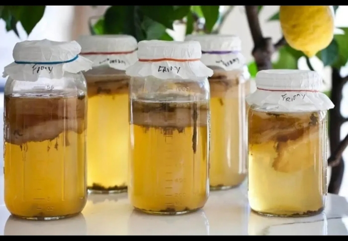 Комбуча тайская