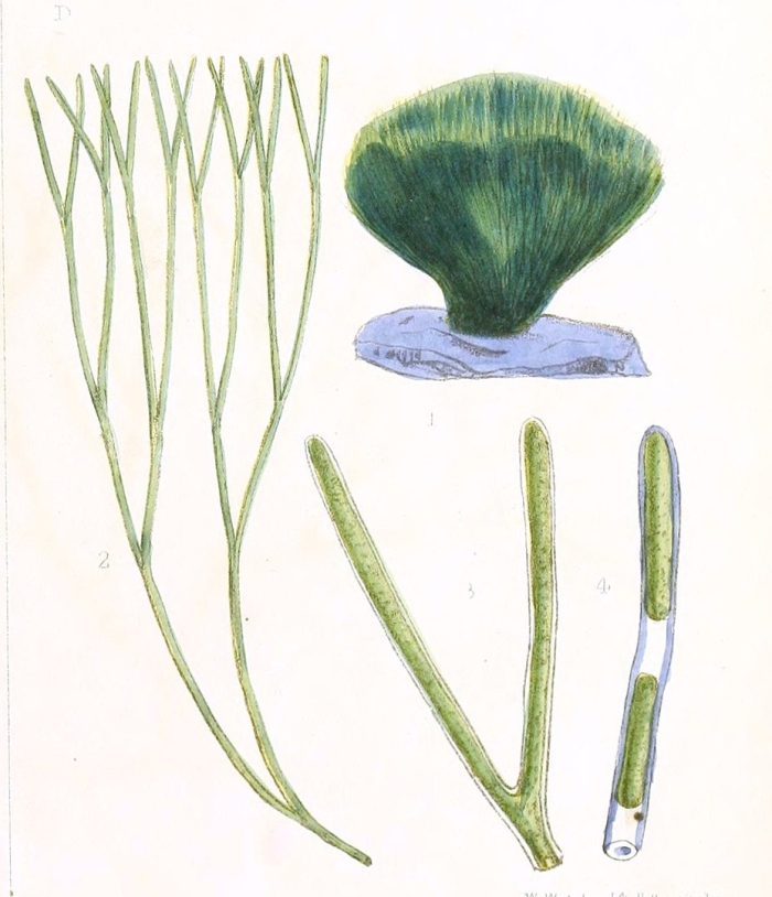 Эгагропила линнея