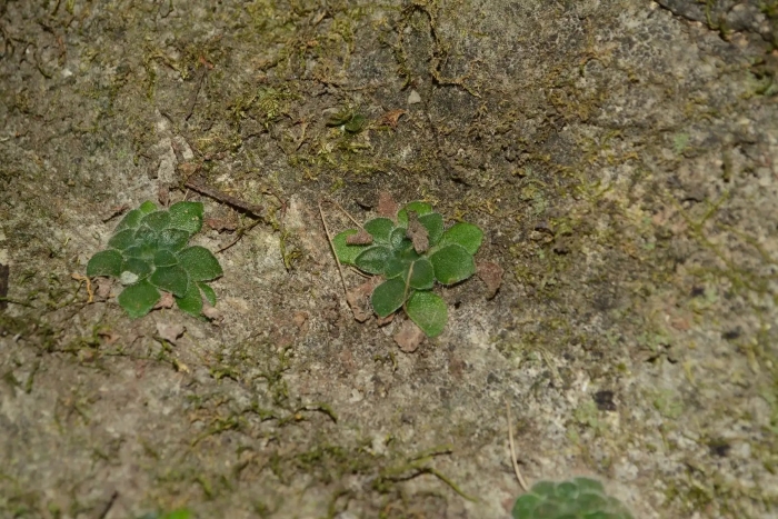 Petrocosmea forrestii