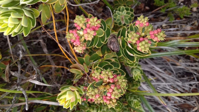 Родиола розовая - rhodiola rosea l.