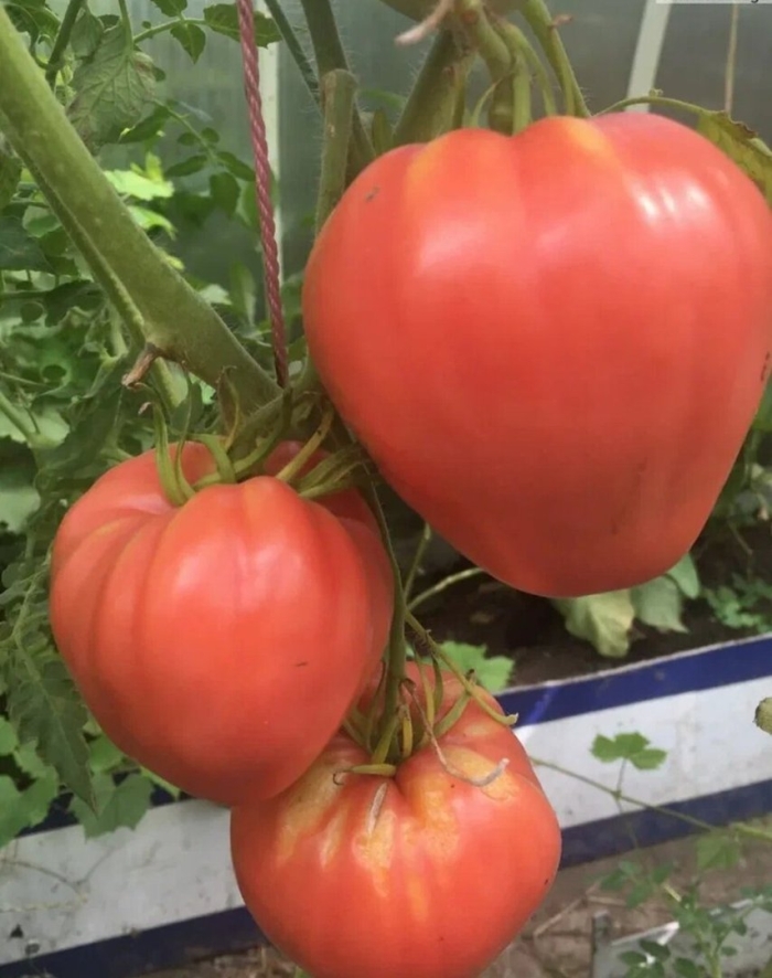 Сорт помидор бычье сердце