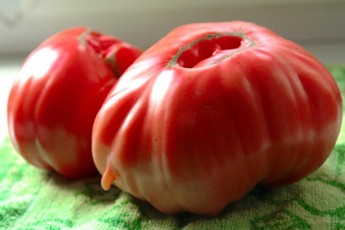 Бычье сердце томат