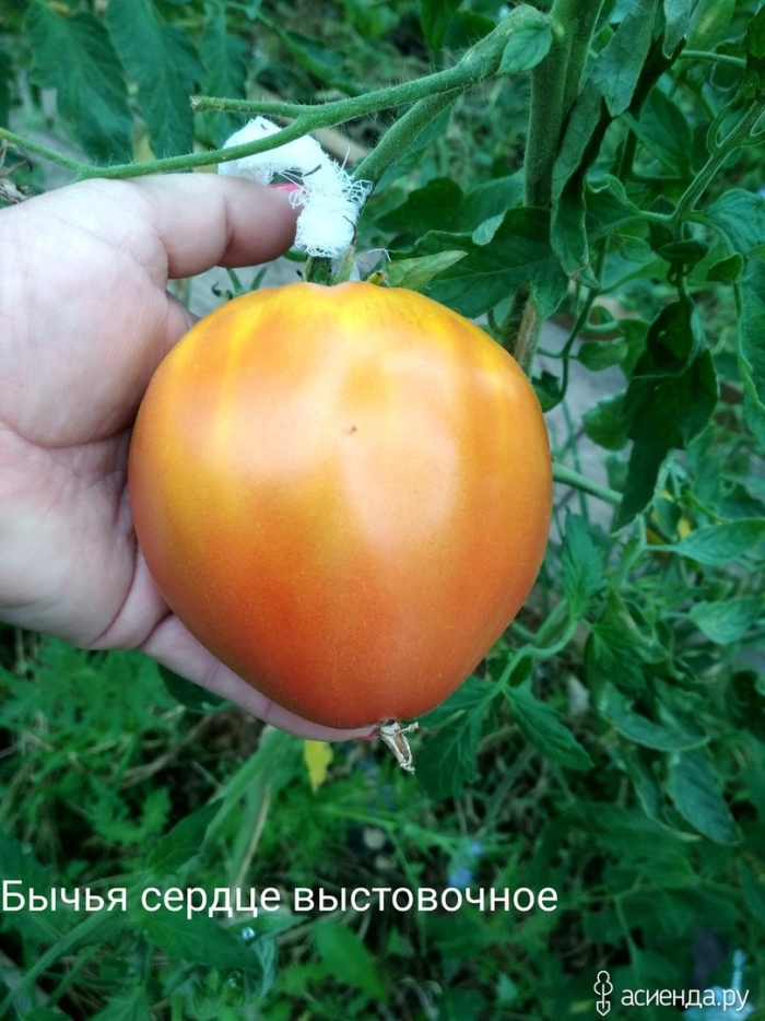 Томат бычье сердце персиковое аэлита