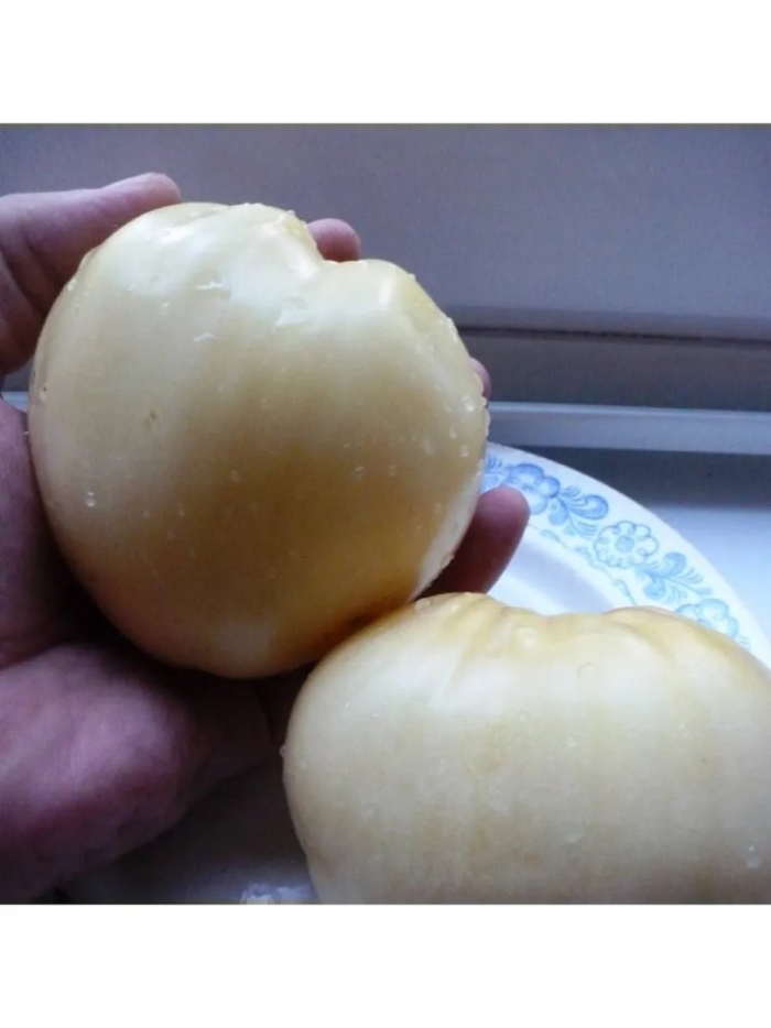 Томат бычье сердце белое