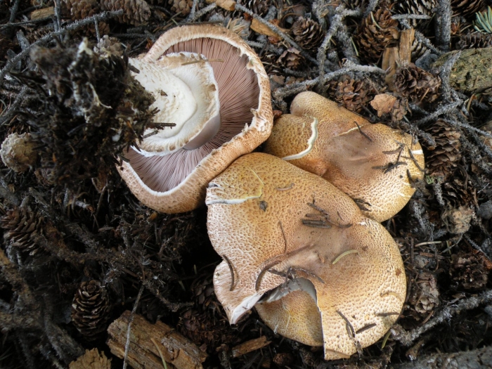 Agaricus amicosus