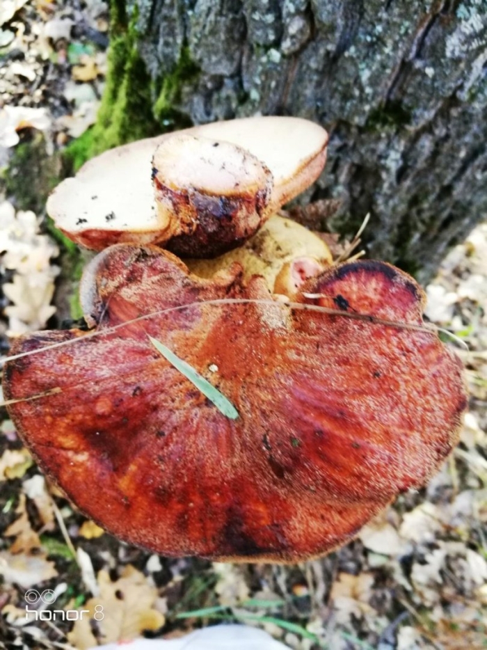 Трутовик печеночник гриб