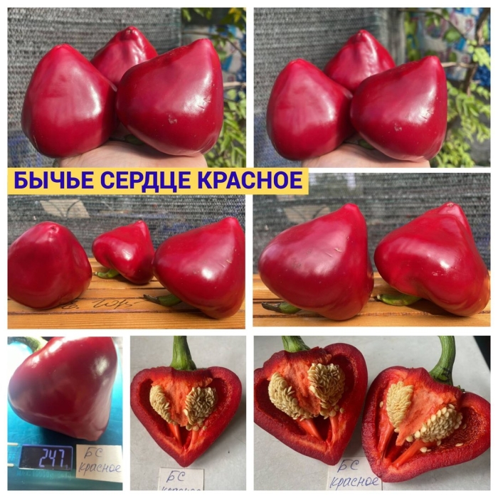 Бычье сердце красное