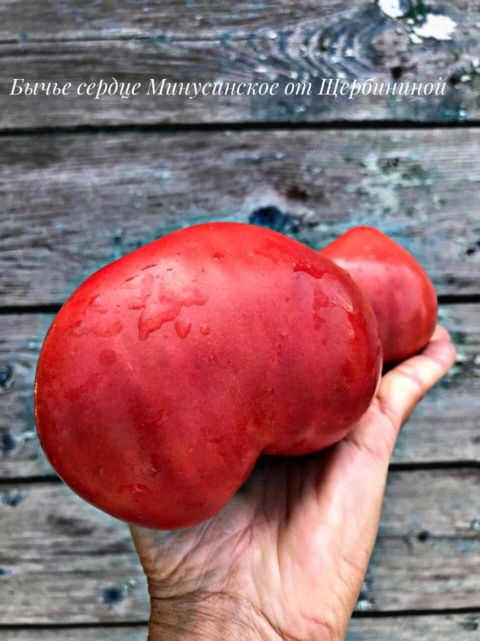 Томат бычье сердце