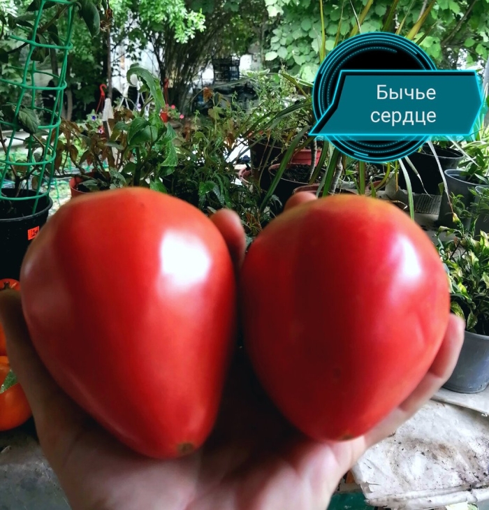 Сорт помидор бычье сердце