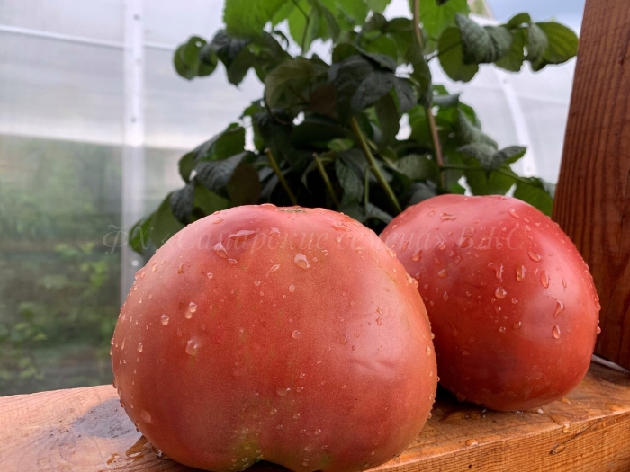 Томат минусинский малиновый