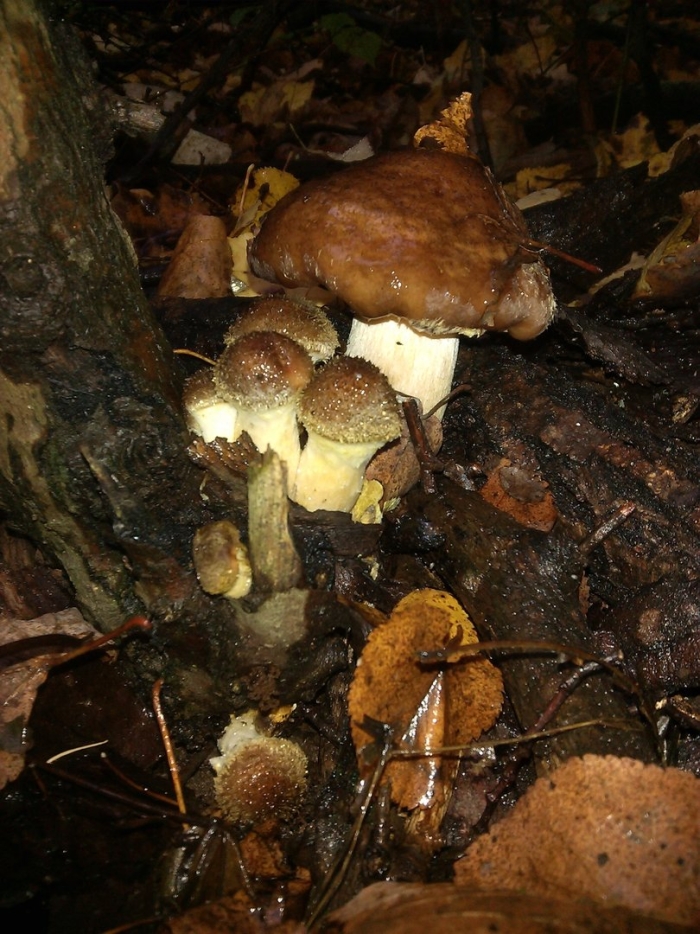 Печёночный гриб