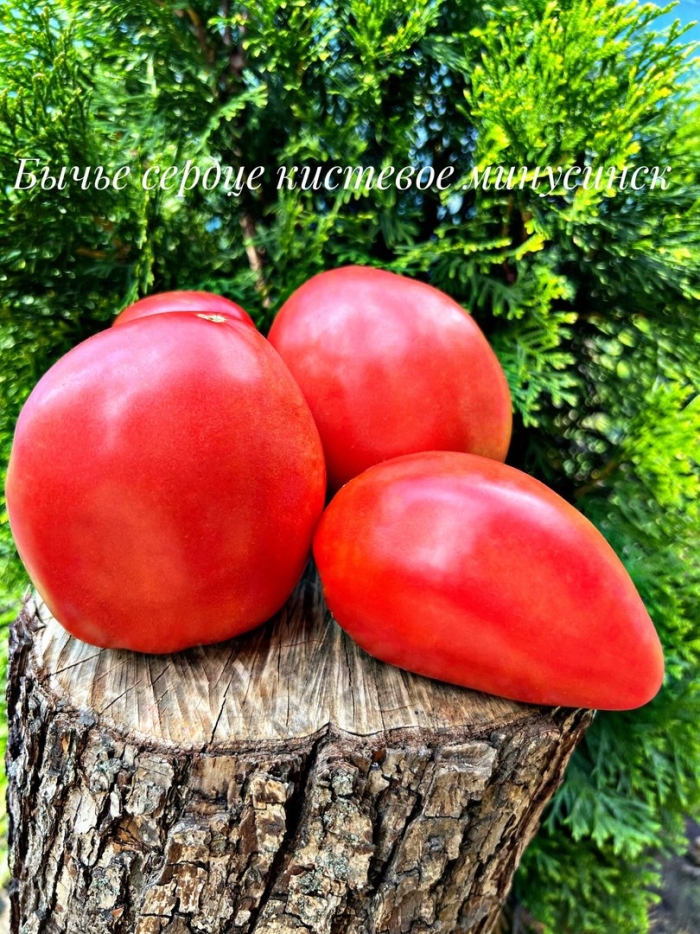 Томат розовый