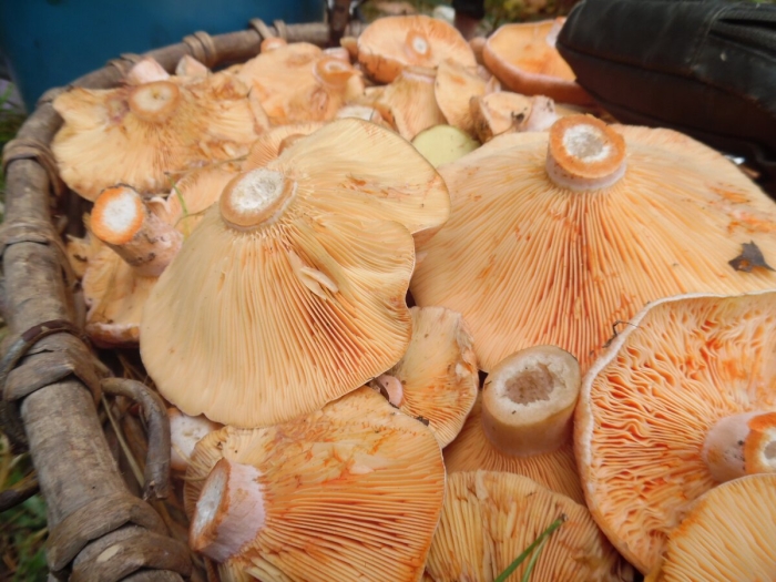 Рыжик сосновый боровой lactarius deliciosus