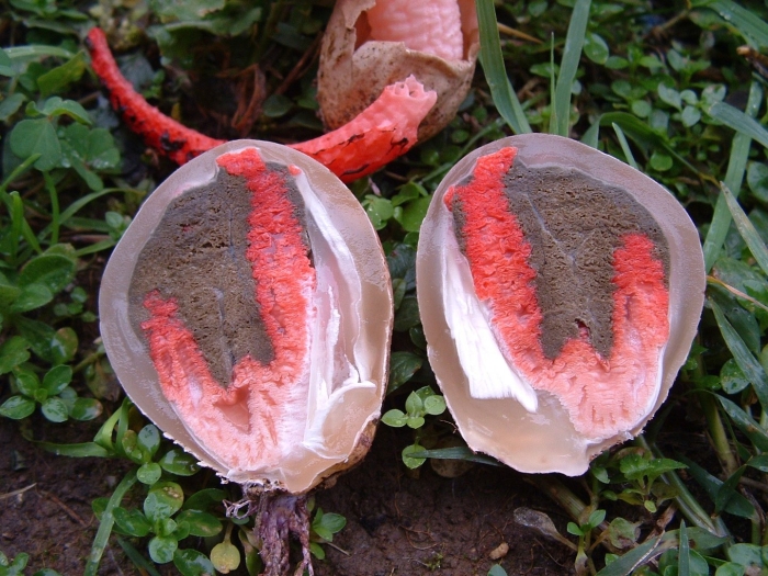 Гриб chorioactis geaster