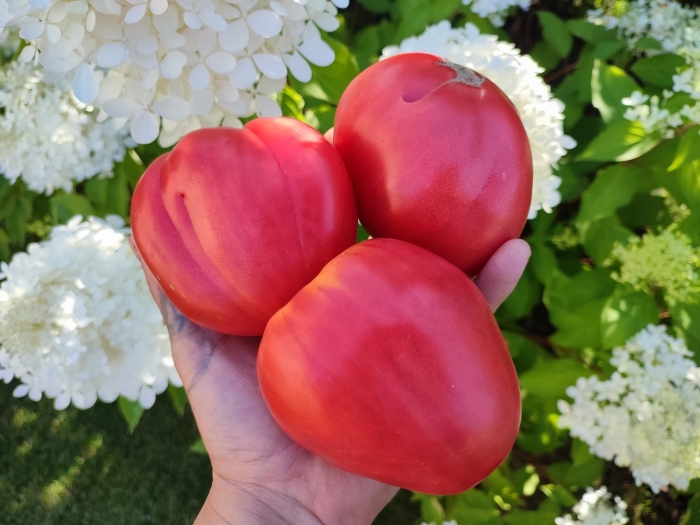 Томат батяня сибирская селекция