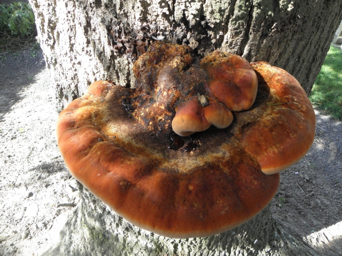 Трутовик щетинистоволосый