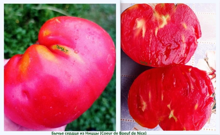 Томат бычье сердце из ниццы