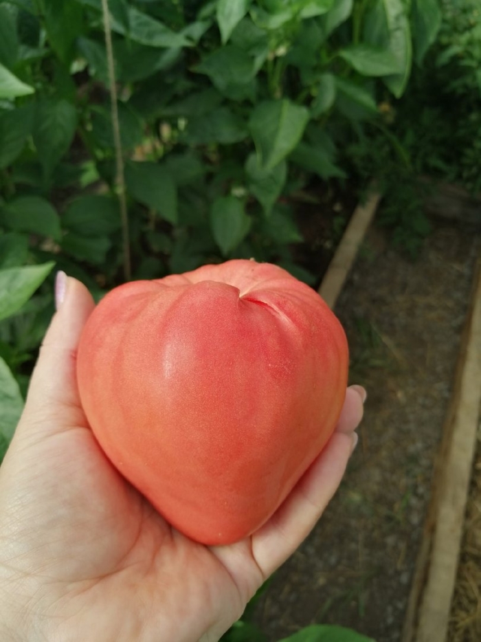 Томат бычье сердце розовое