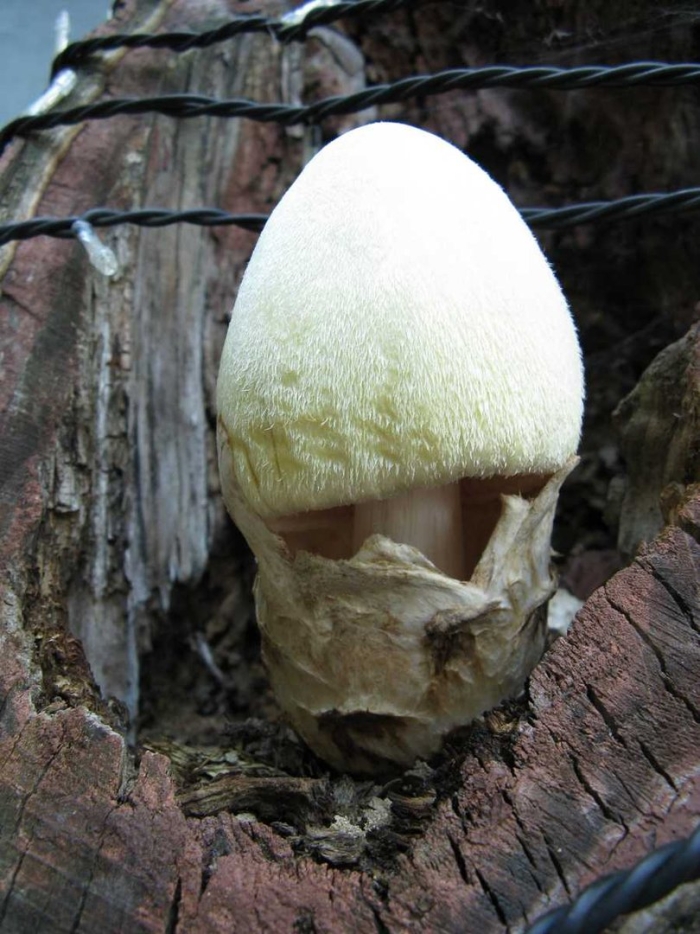 Вольвариелла шелковистая гриб