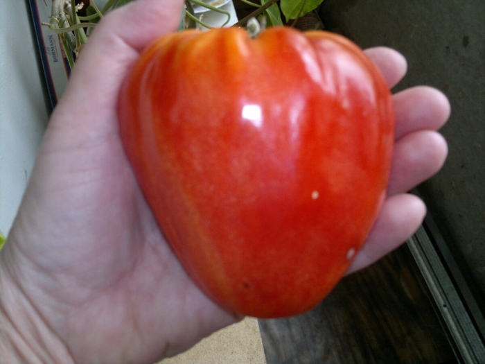 Сорт яблок бычье сердце