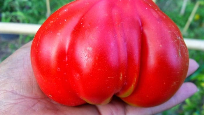 Помидор бычье сердце