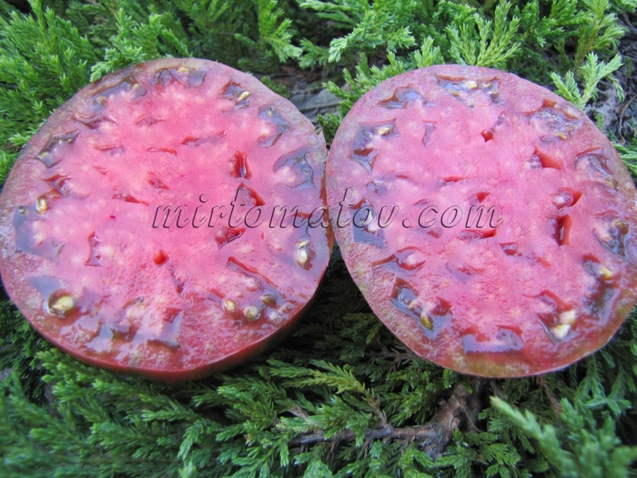 Томат kozula 141